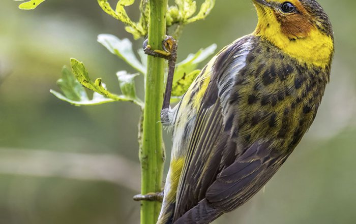 Cape May Warbler by Michael Lindsey
