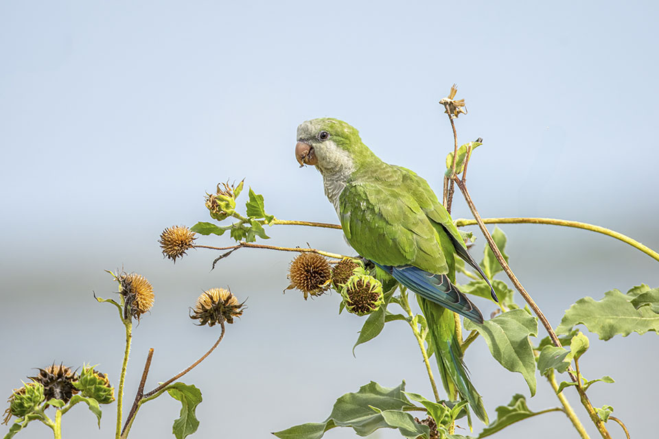 Monk Parakeet by Michael Lindsey