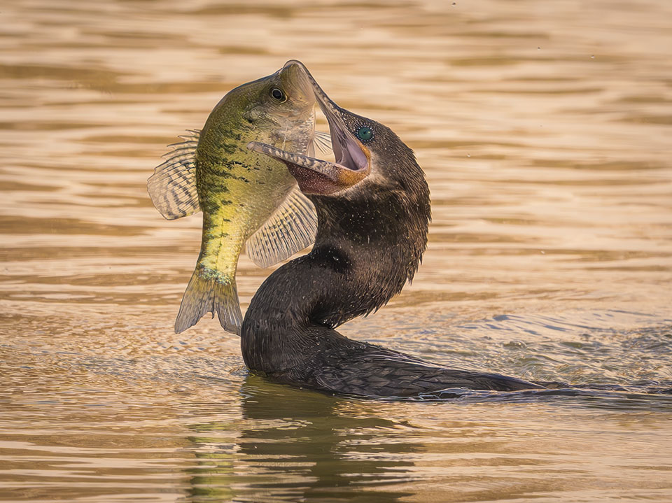 Neotropic Cormorant by Steve Schuenke