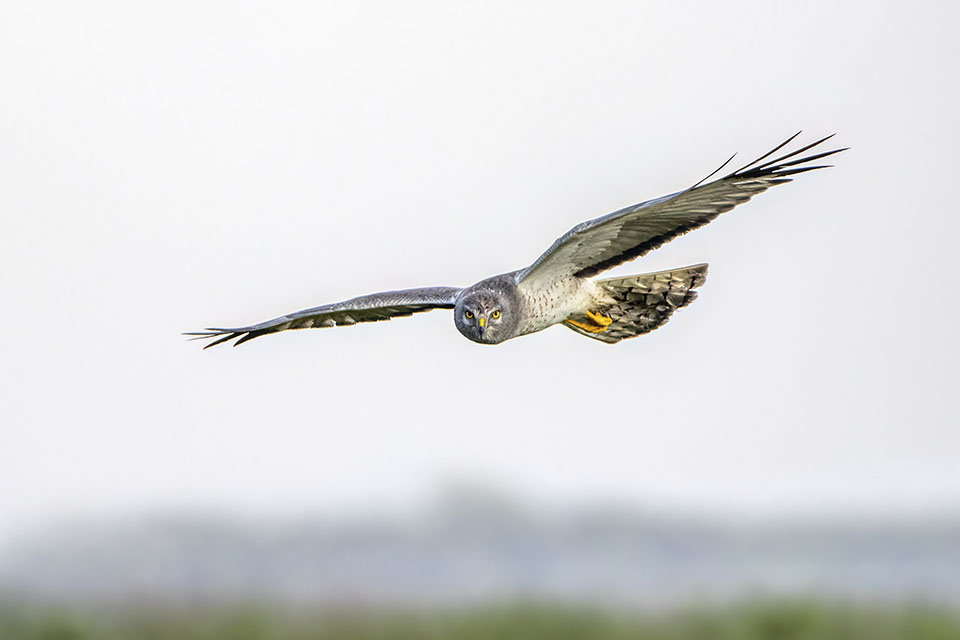Northern Harrier by Michael Lindsey