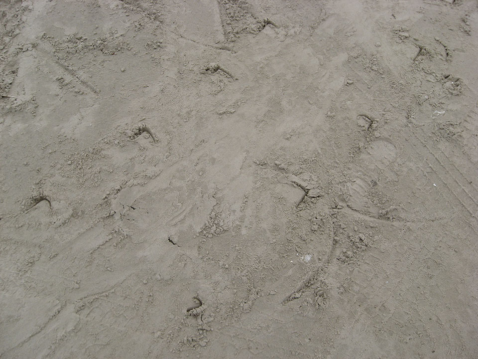 Close-up View of Sea Turtle Tracks Close-up View of Sea Turtle Tracks
