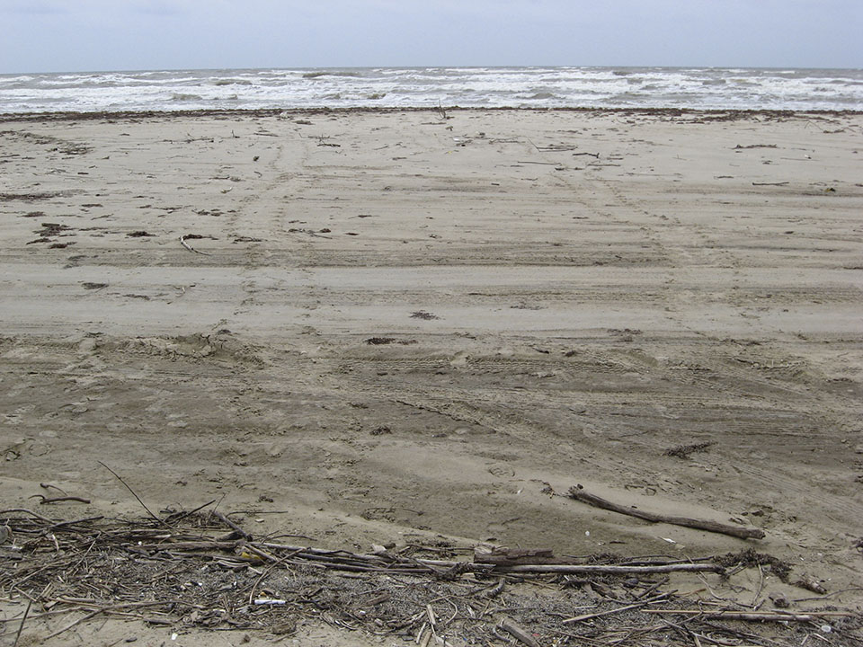 Incoming and Outgoing Sea Turtle Tracks Incoming and Outgoing Sea Turtle Tracks