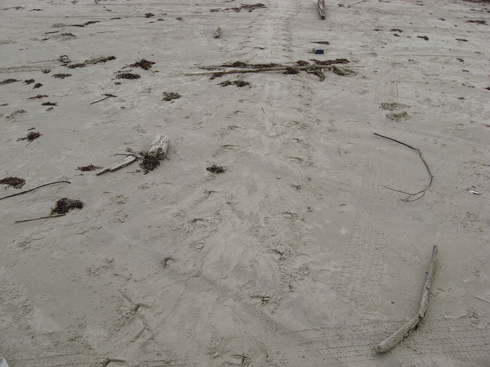 Wider View of Sea Turtle Tracks Wider View of Sea Turtle Tracks