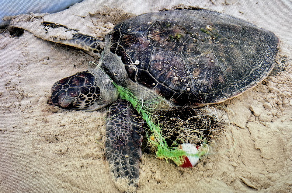 Sea Turtle Entangled by Fishing Line