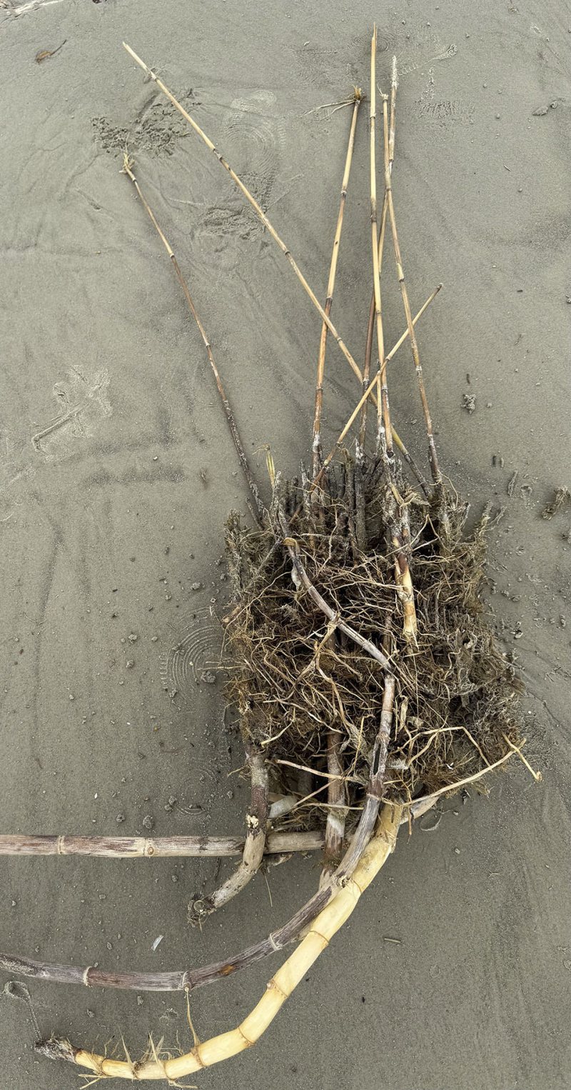 Damage Water Reed GALVESTON.COM: Not All Items Washed Ashore Originate From The Sea ...