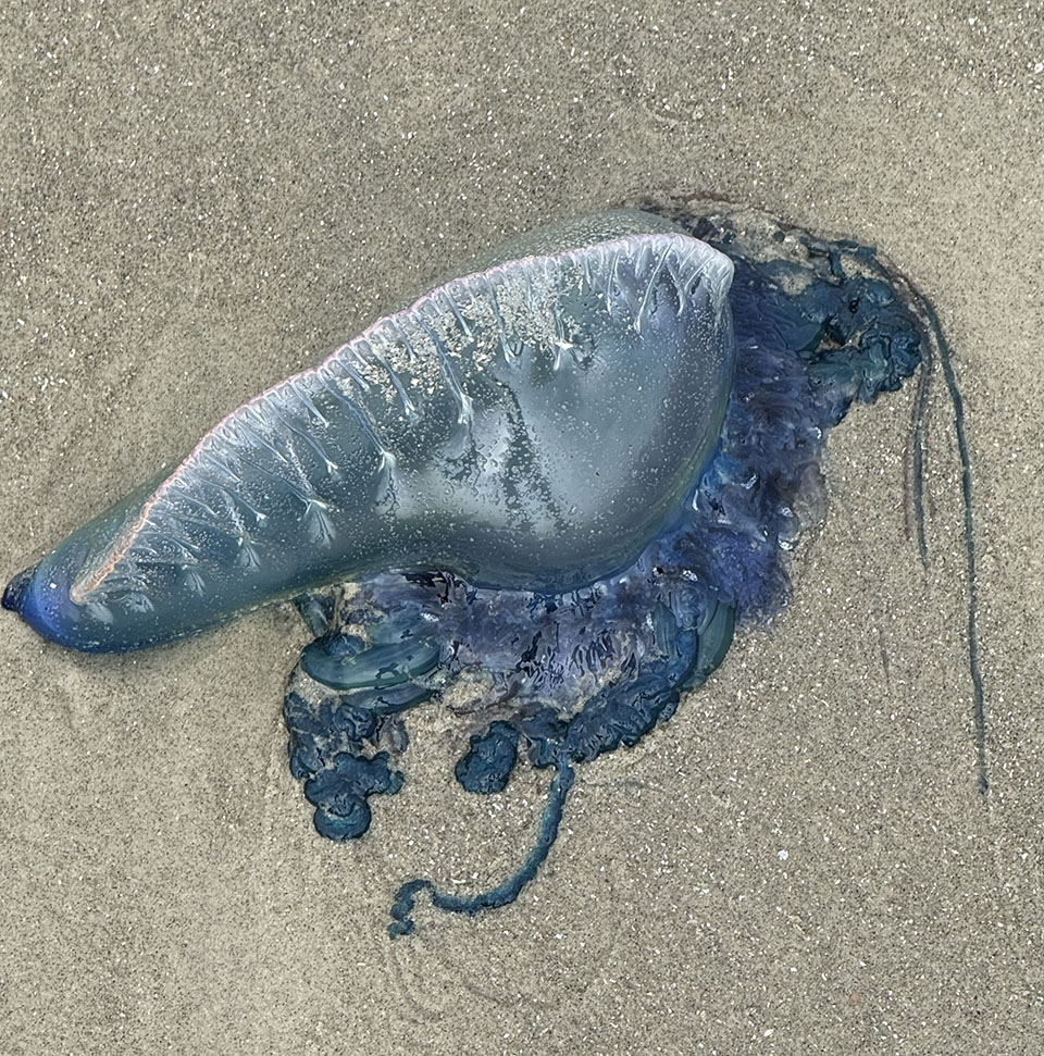 Portuguese man o' war