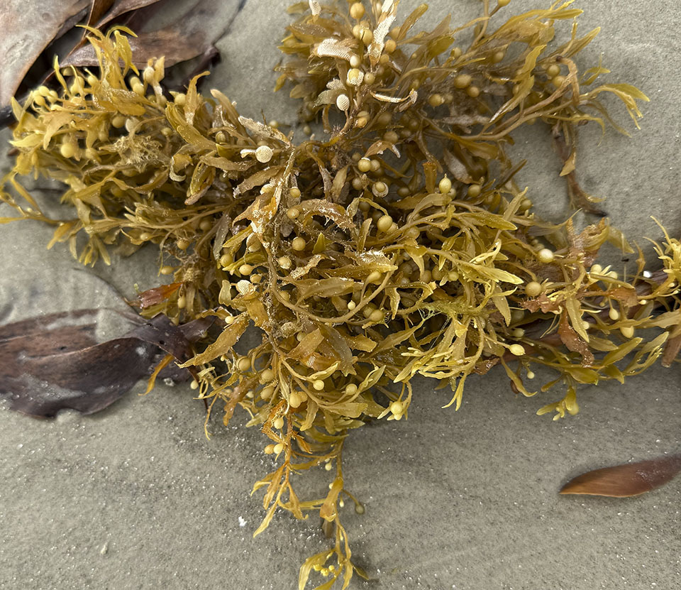 Sargassum