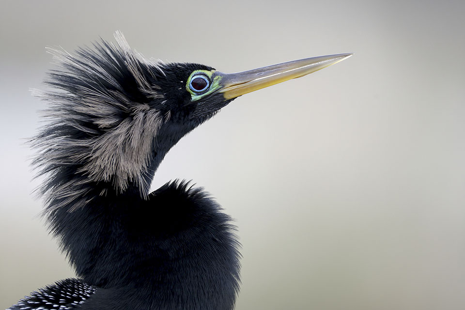 Anhinga by Greg Lavaty Anhinga by Greg Lavaty