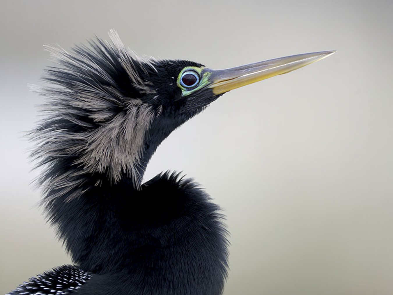 Anhinga by Greg Lavaty