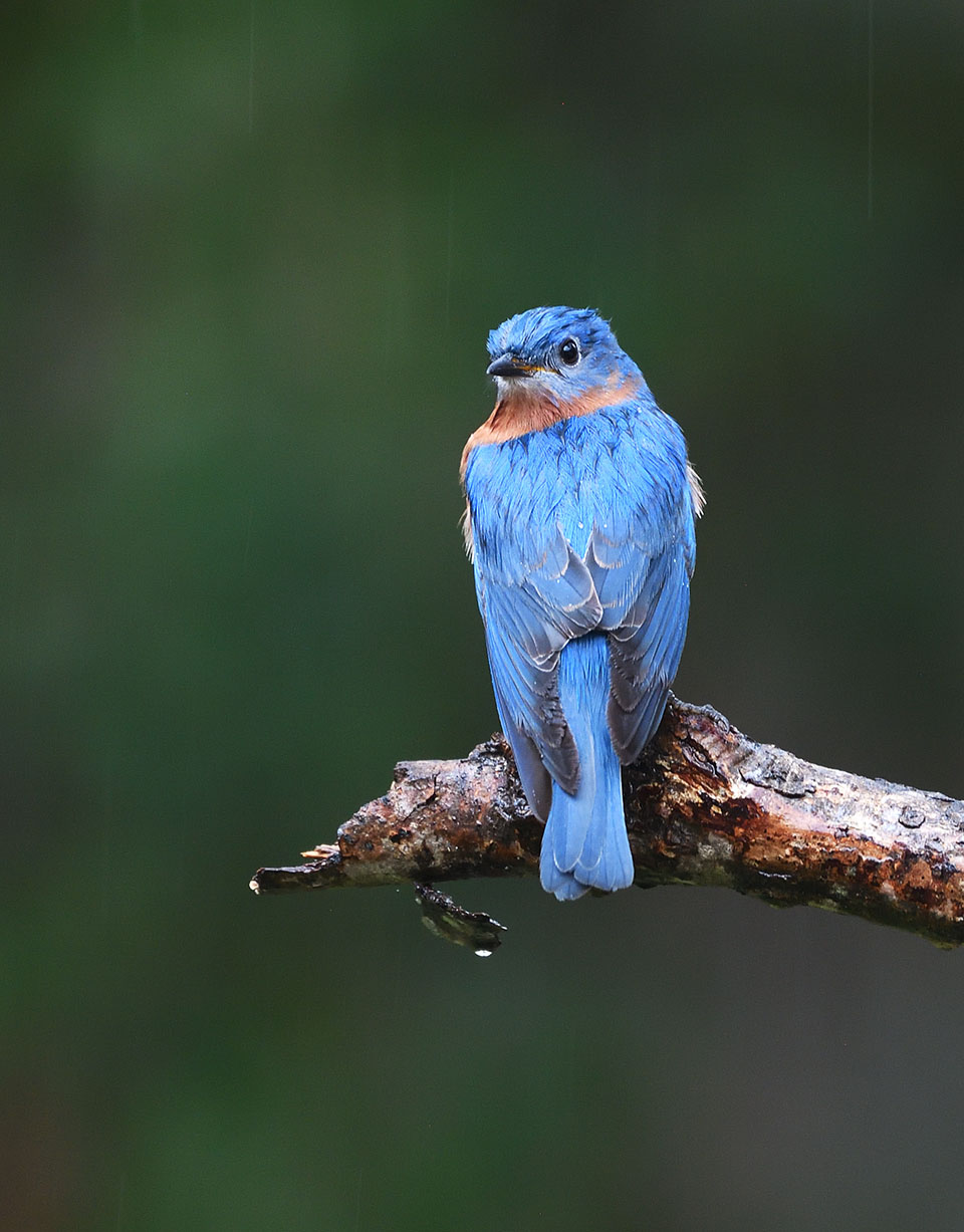 Eastern Bluebird by Scott Meyer