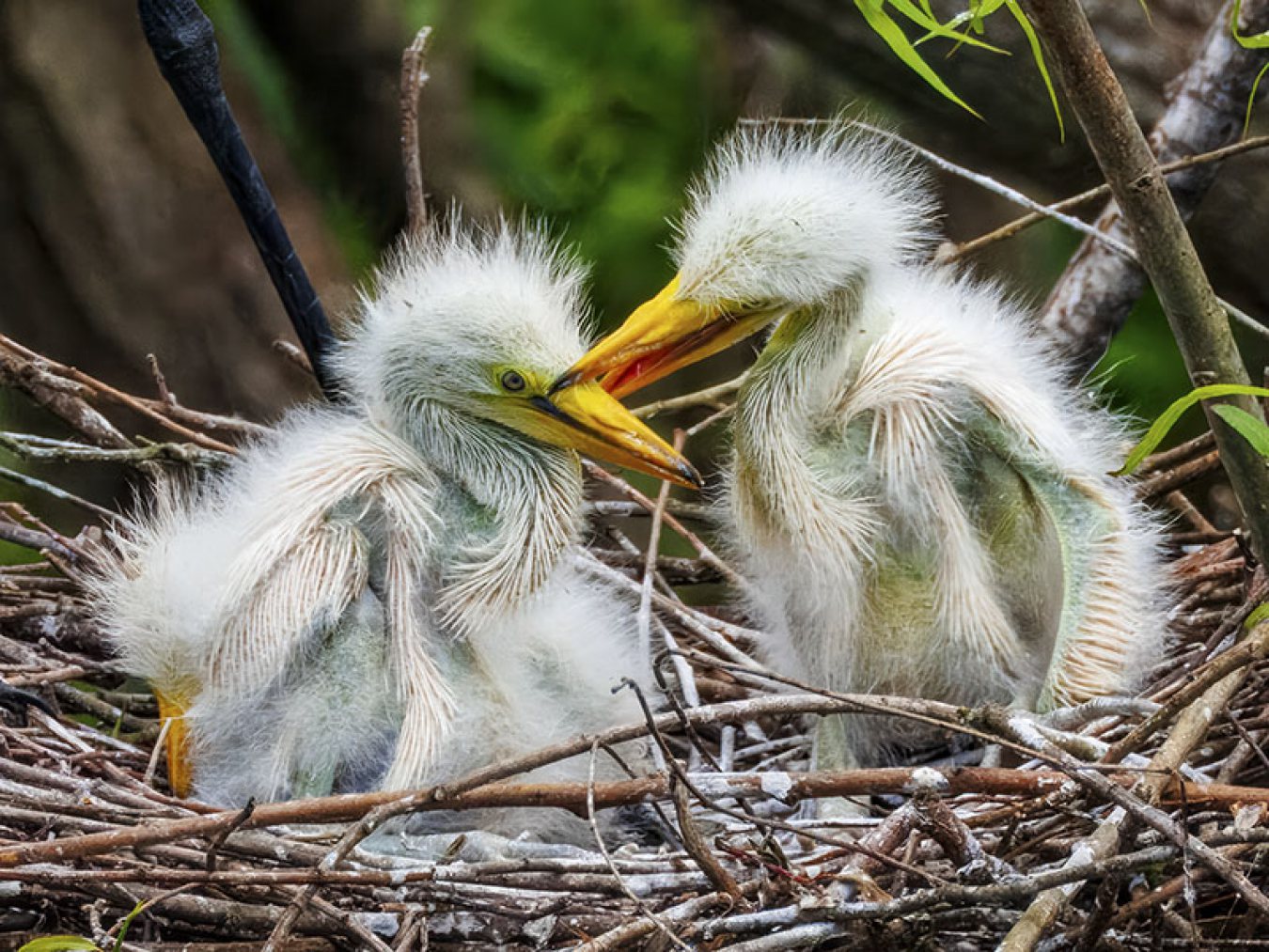 Great Egret by Chris Summers