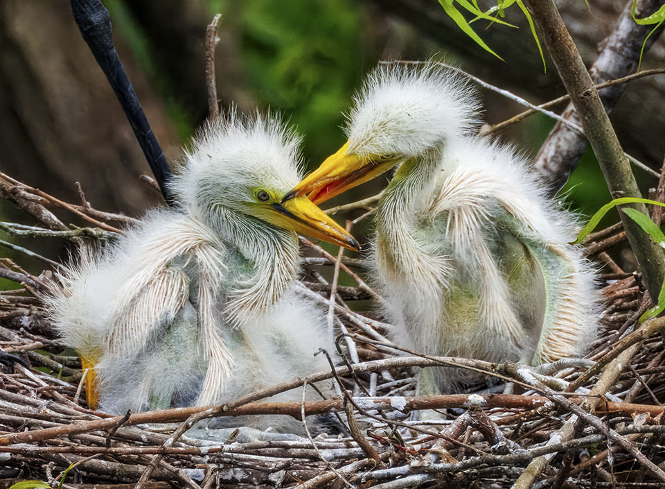 Great Egret by Chris Summers Great Egret by Chris Summers