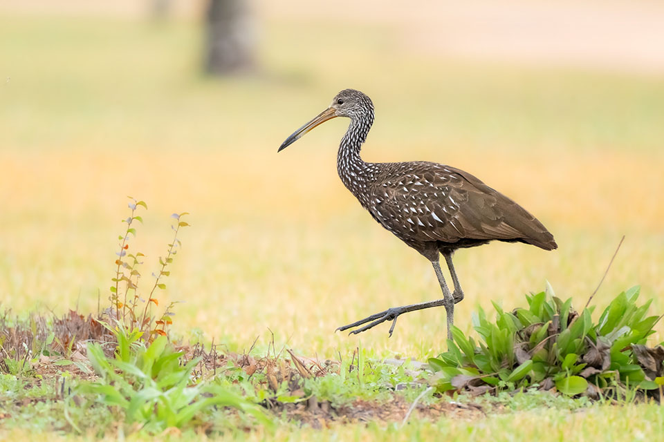 Limpkin by Kevin Zhang