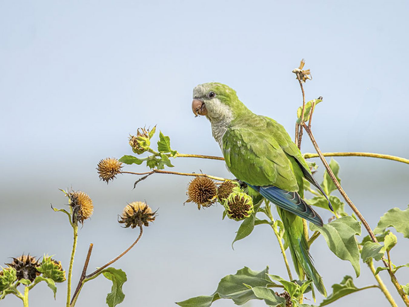 Monk Parakeet by Michael Lindsey