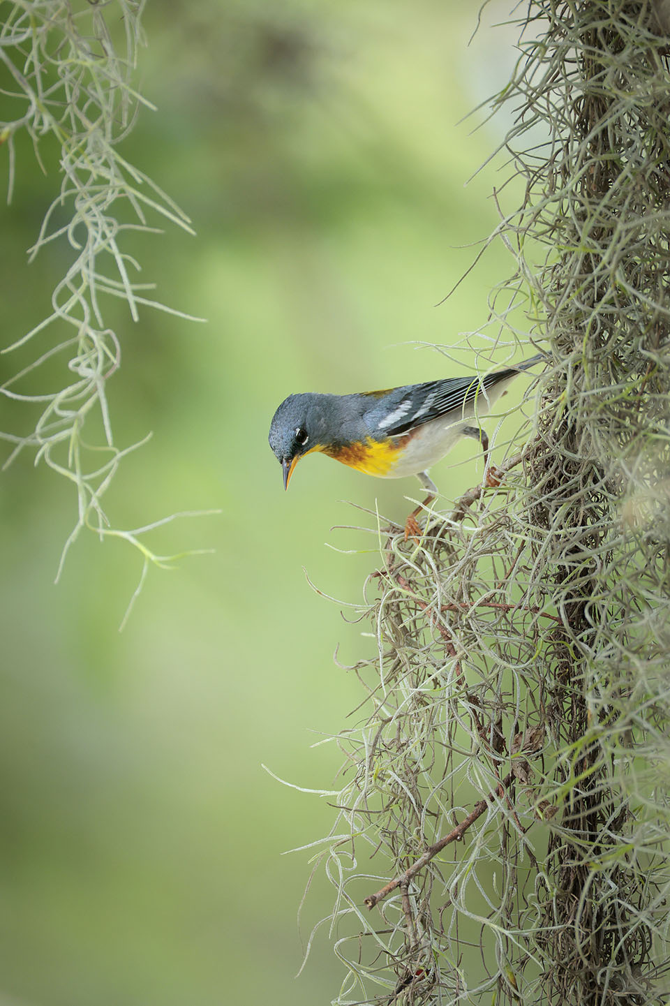 Northern Parula by Greg Lavaty