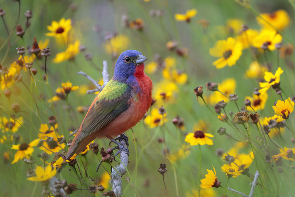 Painted Bunting by Greg Lavaty