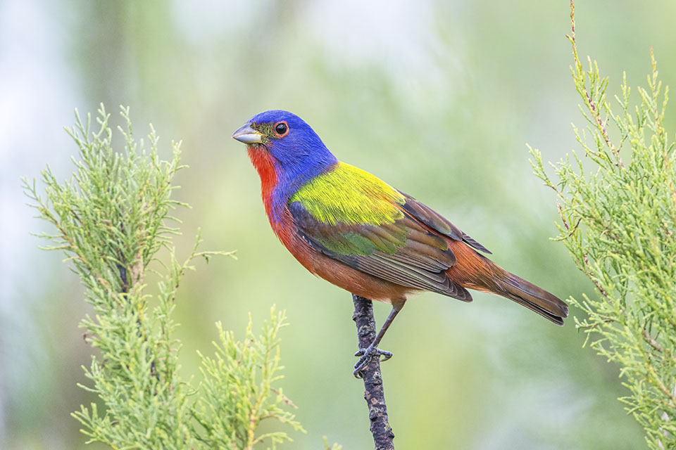 Painted Bunting by Michael Lindsey Painted Bunting by Michael Lindsey