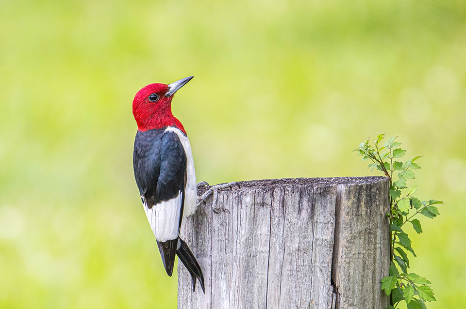 Red headed Woodpecker by Michael Lindsey