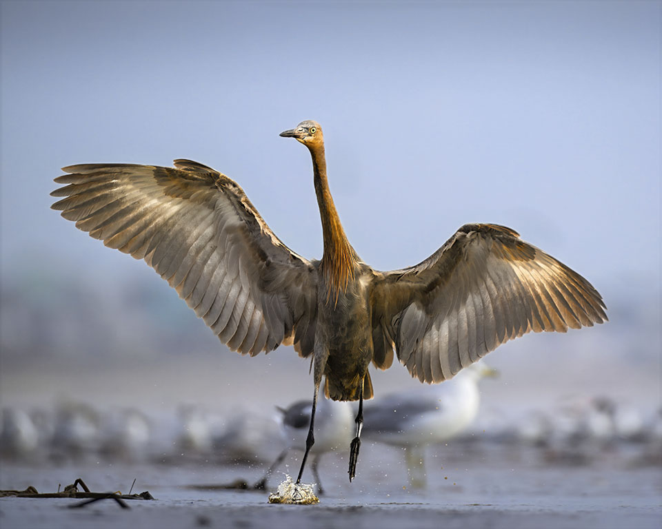 Reddish Egret by Scott Purdy Reddish Egret by Scott Purdy