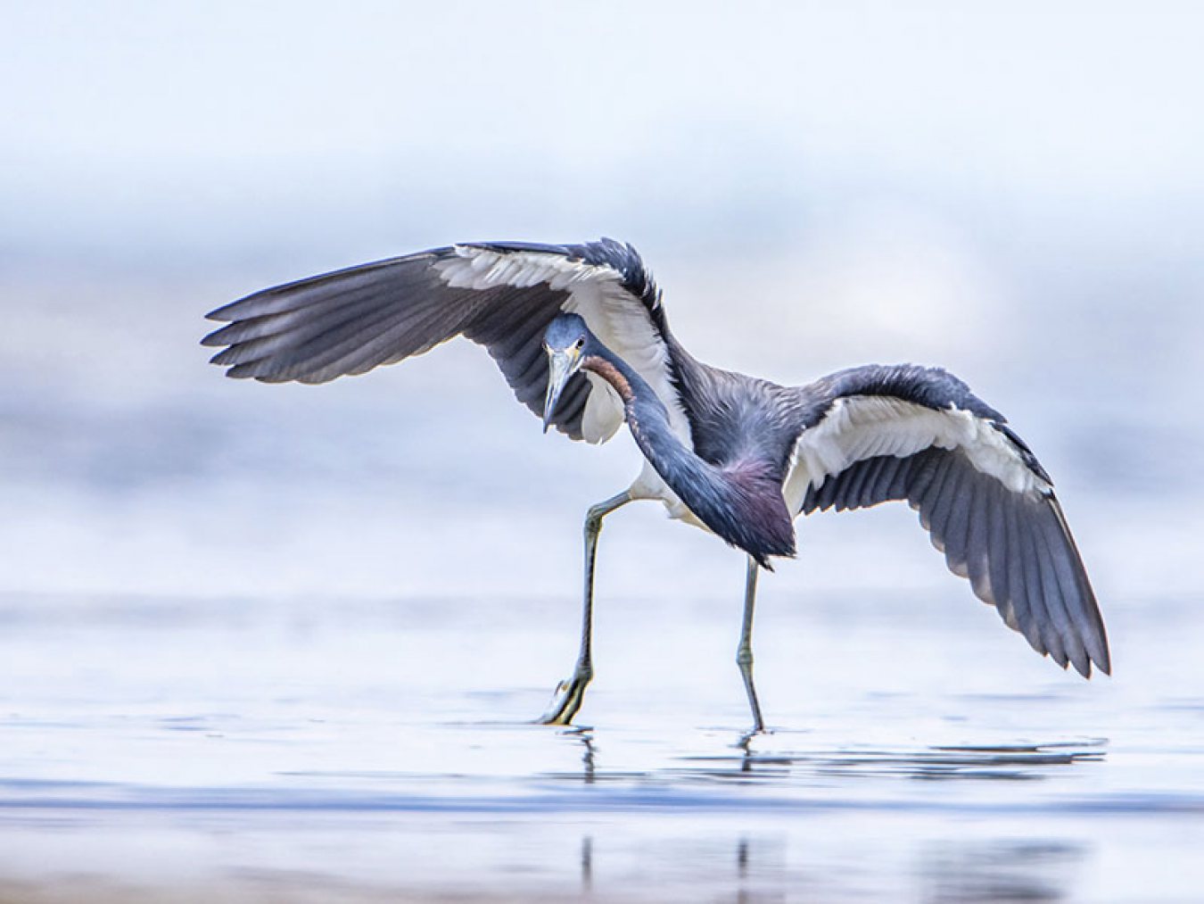 Tricolored Heron by Michael Lindsey