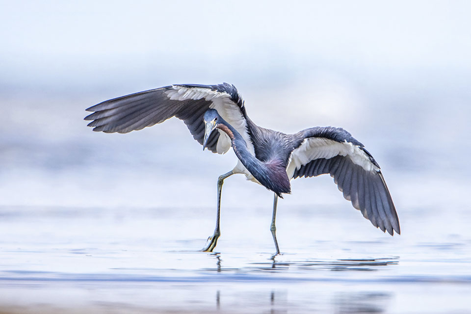 Tricolored Heron by Michael Lindsey Tricolored Heron by Michael Lindsey