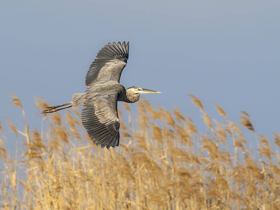 Great Blue Heron by Paul Stirling