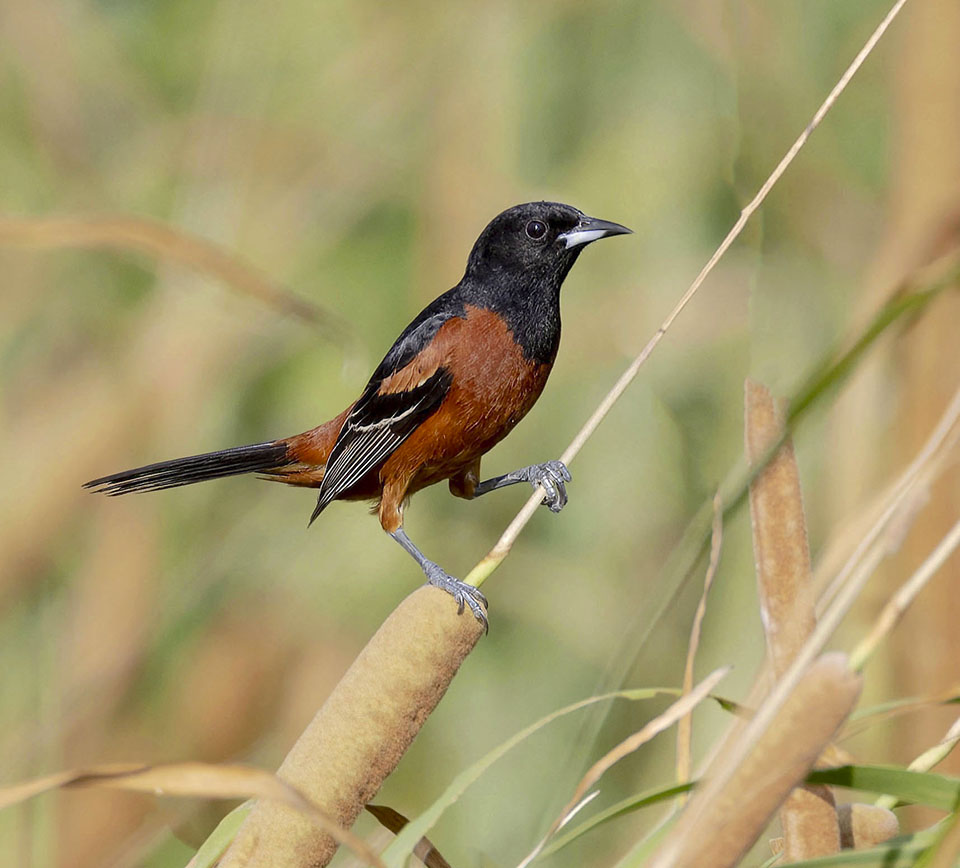 Orchard Oriole by Jim Stough