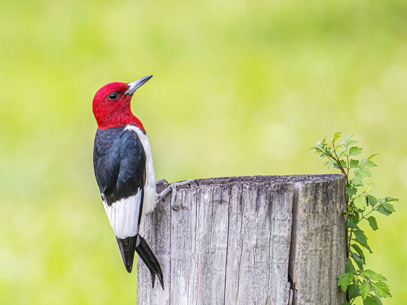 Red headed Woodpecker by Michael Lindsey