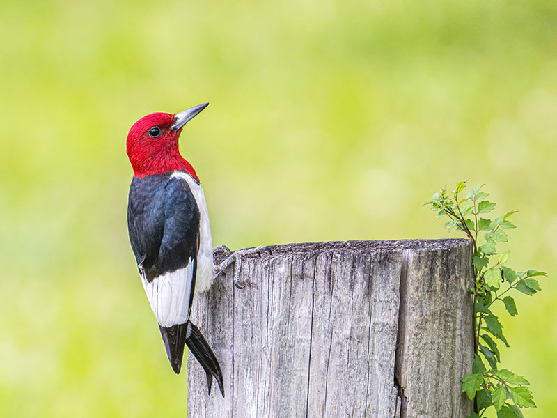 Red headed Woodpecker by Michael Lindsey