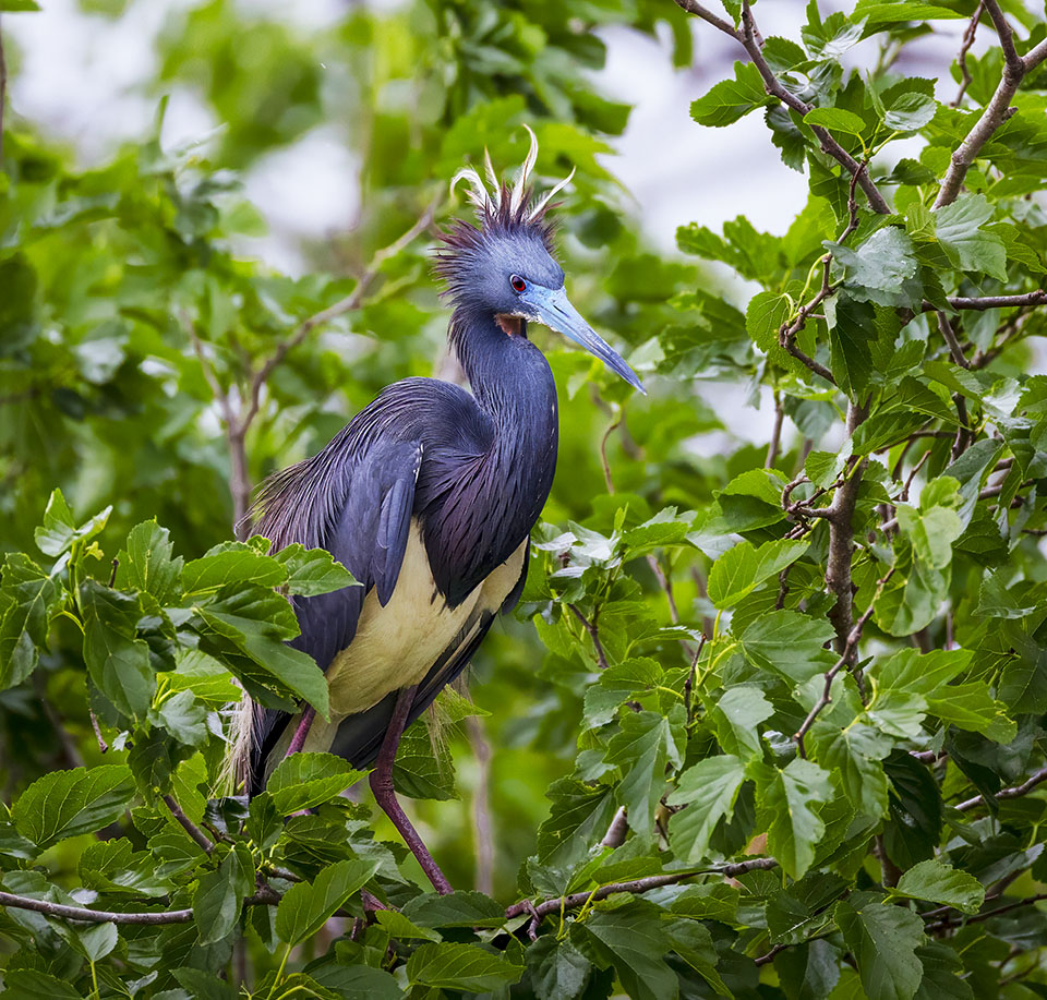 Tricolored Heron by Jim Stough