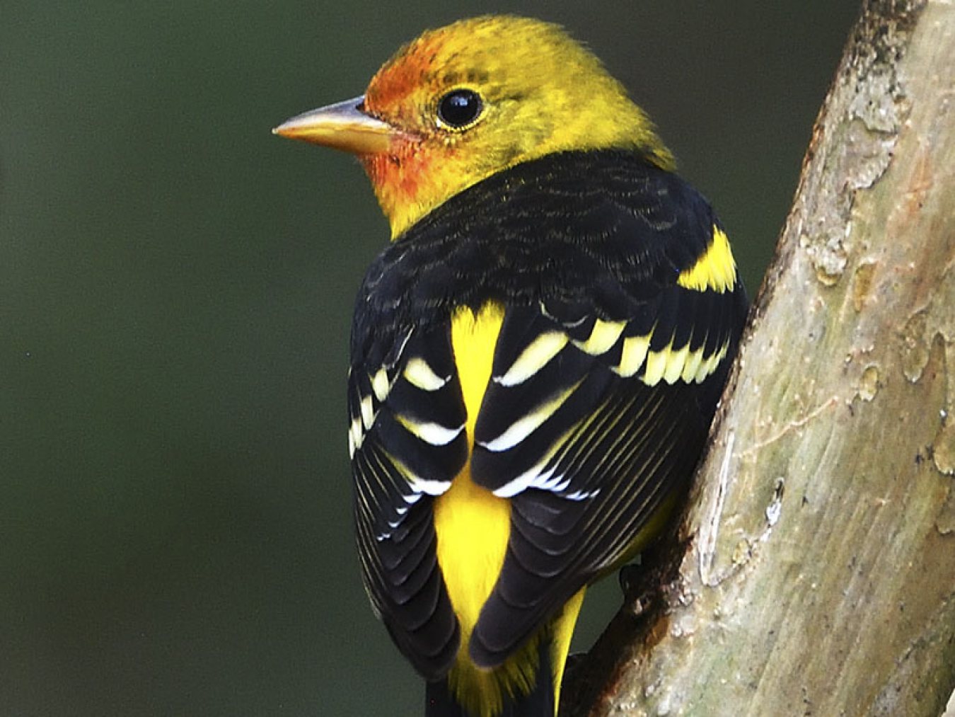Western Tanager by Scott Meyer
