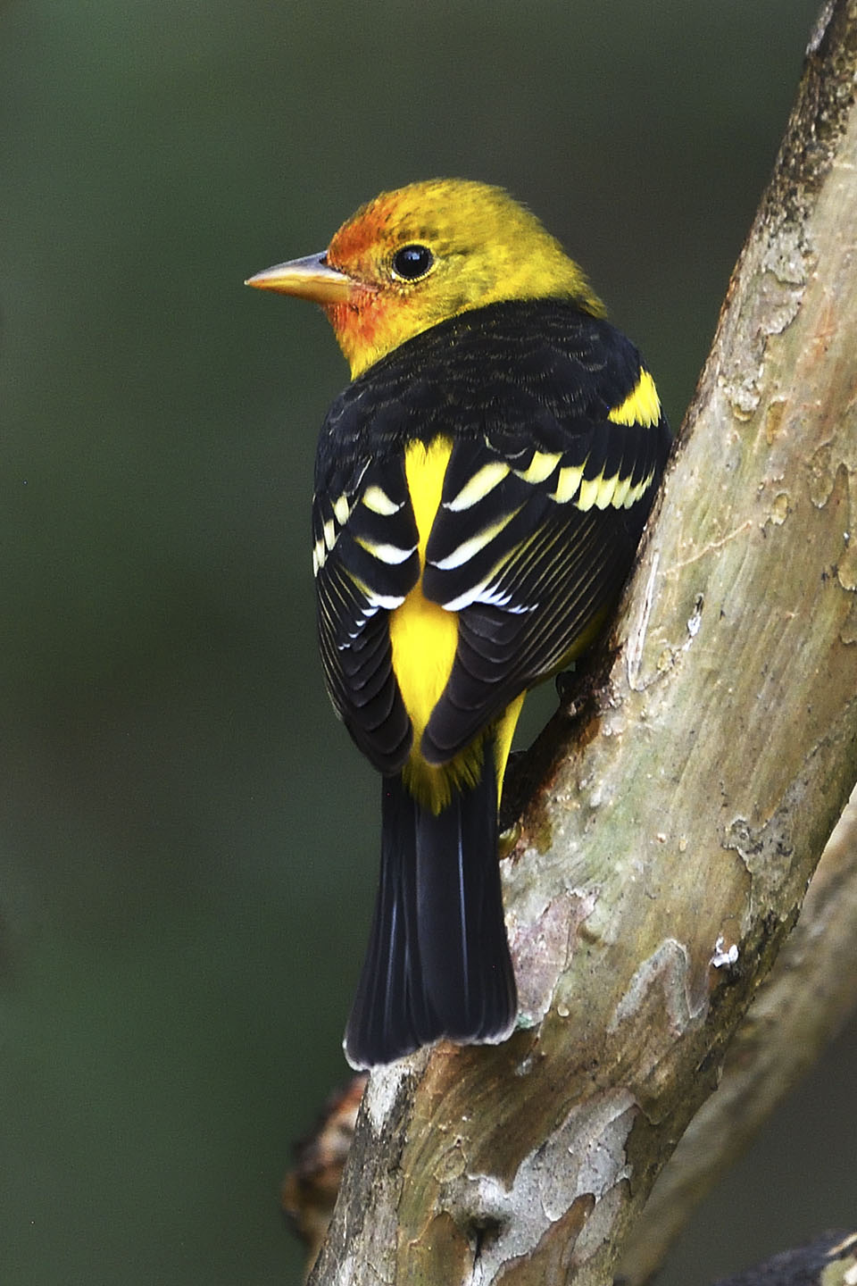Western Tanager by Scott Meyer