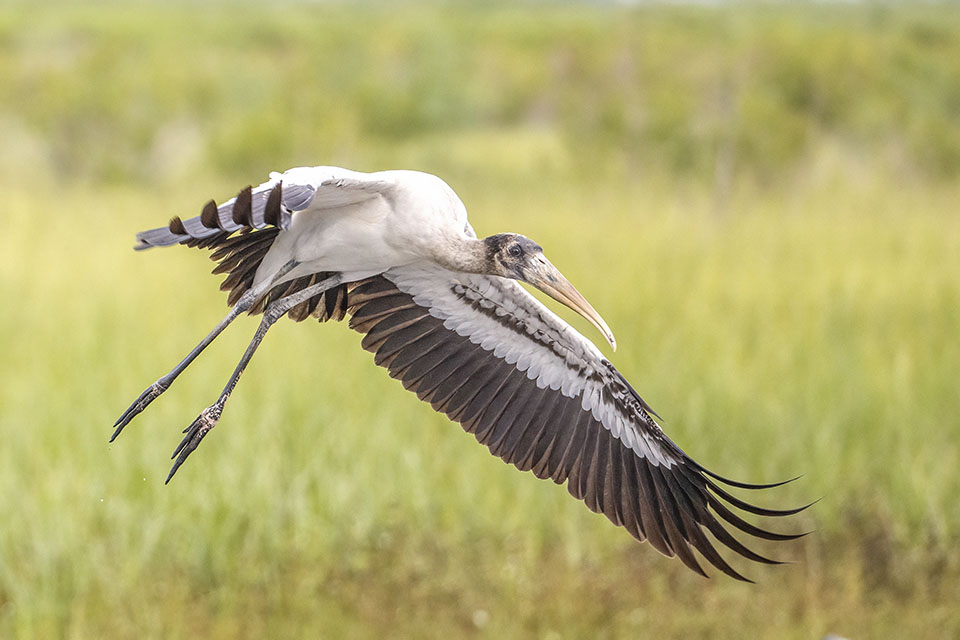 Wood Stork by Michael Lindsey