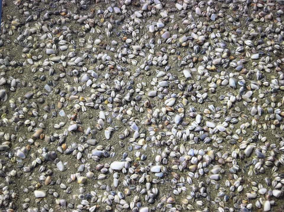 Bean Clams - Close Up View