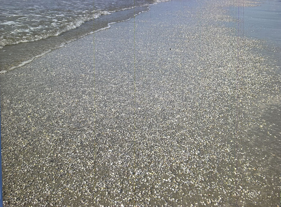 Bean Clams - Wide View