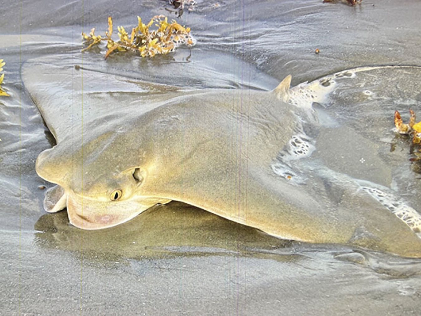 Stranded Cownose Ray